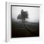 Fog Tree Study 1-Jamie Cook-Framed Giclee Print