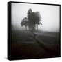 Fog Tree Study 1-Jamie Cook-Framed Stretched Canvas