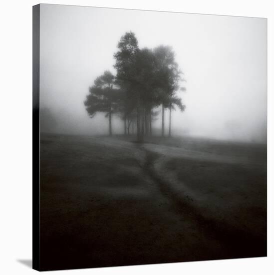 Fog Tree Study 1-Jamie Cook-Stretched Canvas