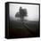 Fog Tree Study 1-Jamie Cook-Framed Stretched Canvas