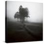 Fog Tree Study 1-Jamie Cook-Stretched Canvas