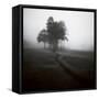 Fog Tree Study 1-Jamie Cook-Framed Stretched Canvas