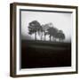 Fog Tree Study 2-Jamie Cook-Framed Giclee Print