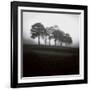 Fog Tree Study 2-Jamie Cook-Framed Giclee Print