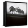 Fog Tree Study 2-Jamie Cook-Framed Stretched Canvas