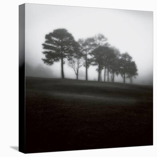 Fog Tree Study 2-Jamie Cook-Stretched Canvas