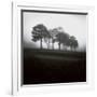 Fog Tree Study 2-Jamie Cook-Framed Giclee Print