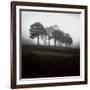 Fog Tree Study 2-Jamie Cook-Framed Giclee Print