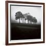 Fog Tree Study 2-Jamie Cook-Framed Giclee Print