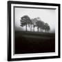 Fog Tree Study 2-Jamie Cook-Framed Giclee Print