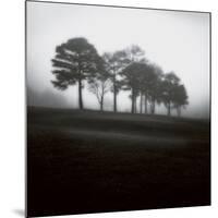 Fog Tree Study 2-Jamie Cook-Mounted Giclee Print