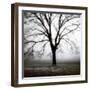 Fog Tree Study 3-Jamie Cook-Framed Giclee Print