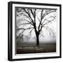 Fog Tree Study 3-Jamie Cook-Framed Giclee Print