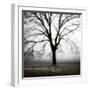 Fog Tree Study 3-Jamie Cook-Framed Giclee Print