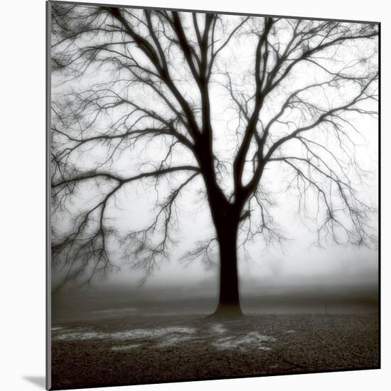 Fog Tree Study 3-Jamie Cook-Mounted Giclee Print