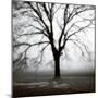 Fog Tree Study 3-Jamie Cook-Mounted Giclee Print