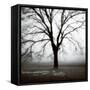 Fog Tree Study 3-Jamie Cook-Framed Stretched Canvas