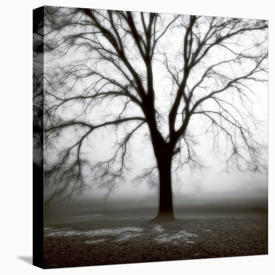 Fog Tree Study 3-Jamie Cook-Stretched Canvas