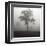 Fog Tree Study I-Jamie Cook-Framed Giclee Print