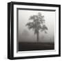 Fog Tree Study I-Jamie Cook-Framed Giclee Print