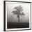 Fog Tree Study I-Jamie Cook-Framed Giclee Print