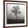 Fog Tree Study I-Jamie Cook-Framed Giclee Print