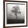 Fog Tree Study I-Jamie Cook-Framed Giclee Print