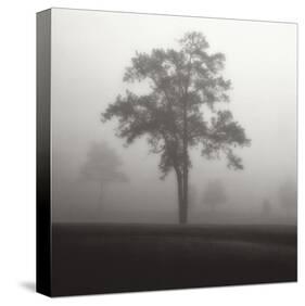 Fog Tree Study I-Jamie Cook-Stretched Canvas