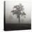 Fog Tree Study I-Jamie Cook-Stretched Canvas