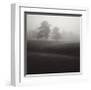 Fog Tree Study II-Jamie Cook-Framed Giclee Print