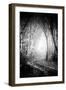 Fog Walkers in Forest-Rory Garforth-Framed Photographic Print