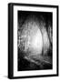 Fog Walkers in Forest-Rory Garforth-Framed Photographic Print