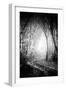 Fog Walkers in Forest-Rory Garforth-Framed Photographic Print