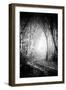 Fog Walkers in Forest-Rory Garforth-Framed Premium Photographic Print