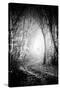 Fog Walkers in Forest-Rory Garforth-Stretched Canvas