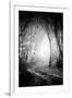 Fog Walkers in Forest-Rory Garforth-Framed Photographic Print