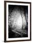 Fog Walkers in Forest-Rory Garforth-Framed Photographic Print