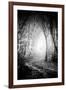 Fog Walkers in Forest-Rory Garforth-Framed Photographic Print