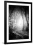 Fog Walkers in Forest-Rory Garforth-Framed Photographic Print