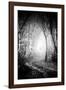 Fog Walkers in Forest-Rory Garforth-Framed Photographic Print