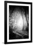 Fog Walkers in Forest-Rory Garforth-Framed Photographic Print