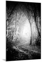 Fog Walkers in Forest-Rory Garforth-Mounted Photographic Print