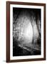 Fog Walkers in Forest-Rory Garforth-Framed Photographic Print