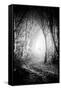 Fog Walkers in Forest-Rory Garforth-Framed Stretched Canvas