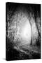 Fog Walkers in Forest-Rory Garforth-Stretched Canvas