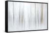 Fog-Ursula Abresch-Framed Stretched Canvas