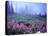 Foggy Alpine Meadow, Mt. Rainier National Park, Washington, USA-Janell Davidson-Stretched Canvas