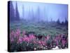 Foggy Alpine Meadow, Mt. Rainier National Park, Washington, USA-Janell Davidson-Stretched Canvas