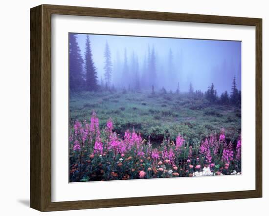 Foggy Alpine Meadow, Mt. Rainier National Park, Washington, USA-Janell Davidson-Framed Premium Photographic Print