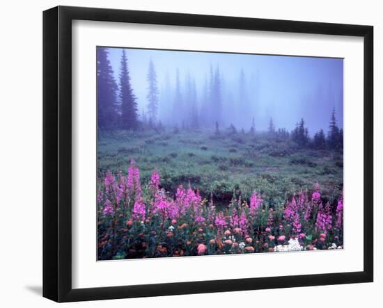 Foggy Alpine Meadow, Mt. Rainier National Park, Washington, USA-Janell Davidson-Framed Premium Photographic Print